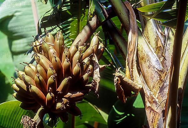 Fruit cluster of a red banana