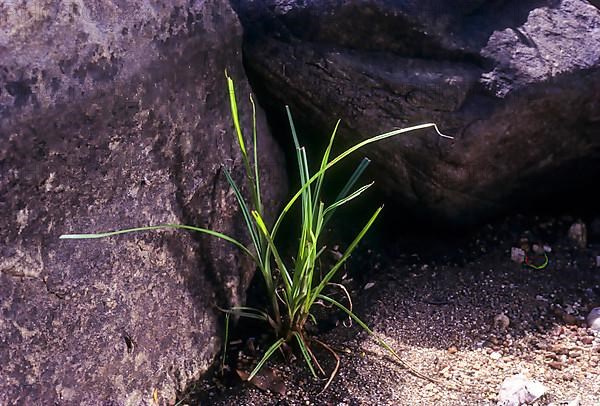 Medicinal plant nut grass nagarmotha motha
