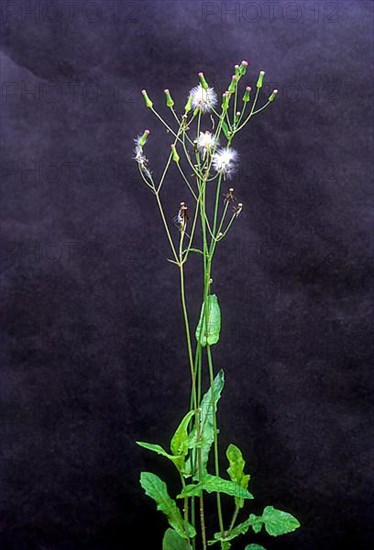 Medicinal plant Hirankhuri