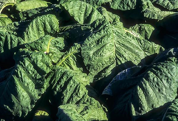 Tobacco crop cultivation