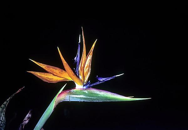 Bird of paradise