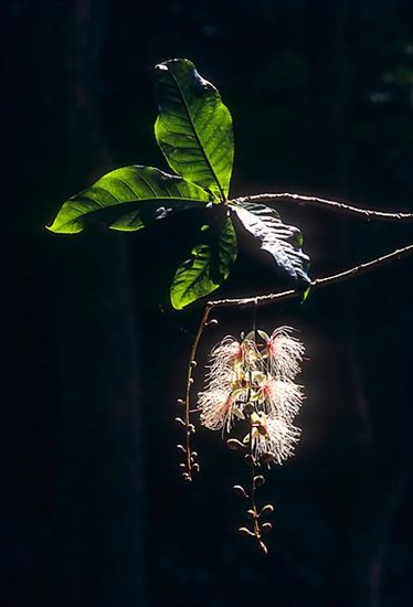 Lecythidaceae Powder Puff Tree