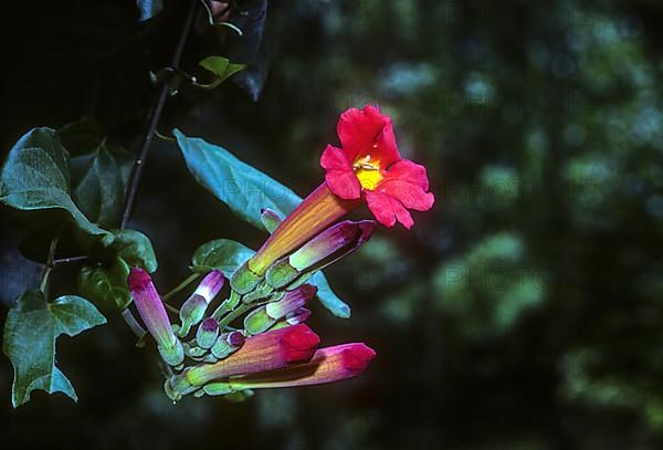 Distictis buccinatoria Bignonia cherere