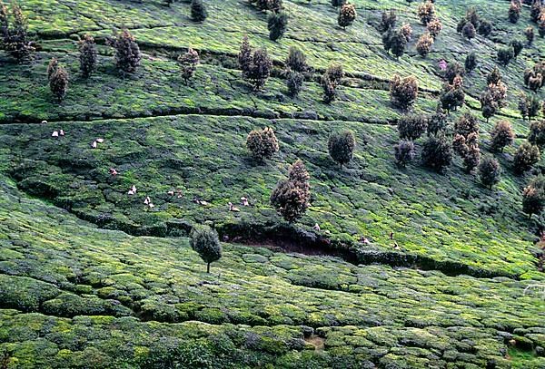 Workers working in tea gardens