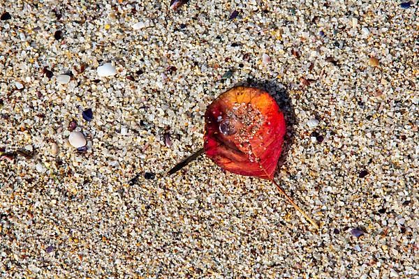Yellowed red leaf and fallen into the sand of the beach