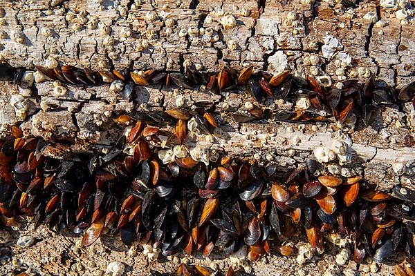 Mussels on the rocks by the sea