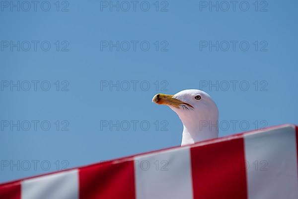 Seagull Portrait