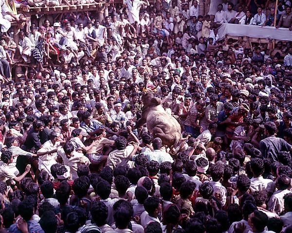 Jallikattu taming