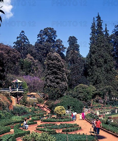 Government Botanical garden in Udhagamandalam Ooty