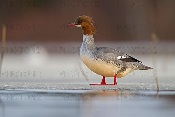 Common merganser