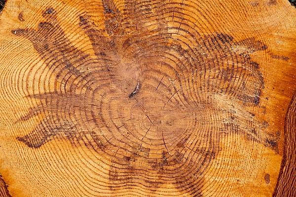 Patterns in section detail from pine tree trunk