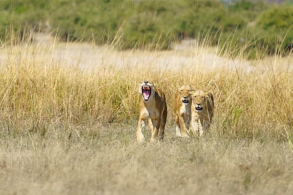 3 Lionesses