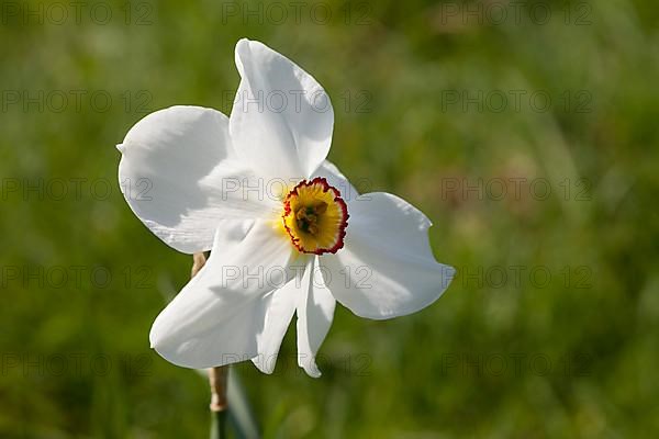 White daffodil