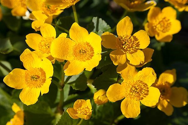 Kingcup or Marsh Marigold