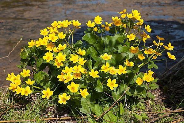 Kingcup or Marsh Marigold