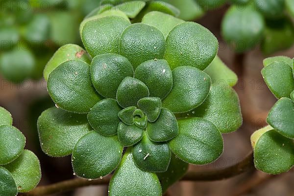 Aeonium lindleyi