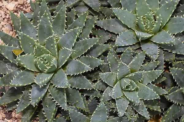 Short-leaved Aloe