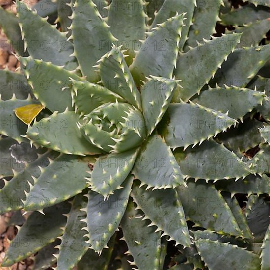 Short-leaved Aloe