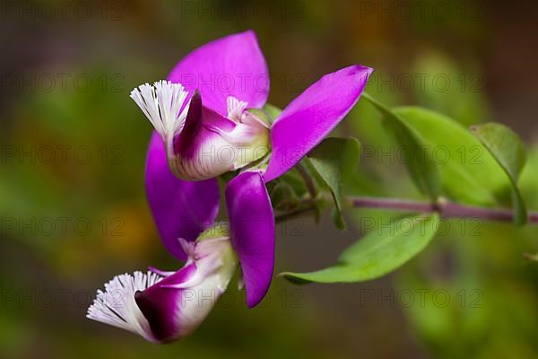 Milkwort