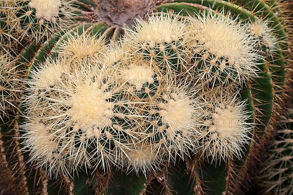 Golden Barrel Cactus