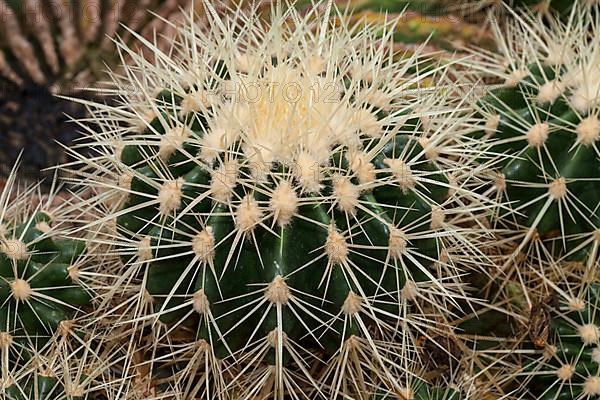 Golden Barrel Cactus