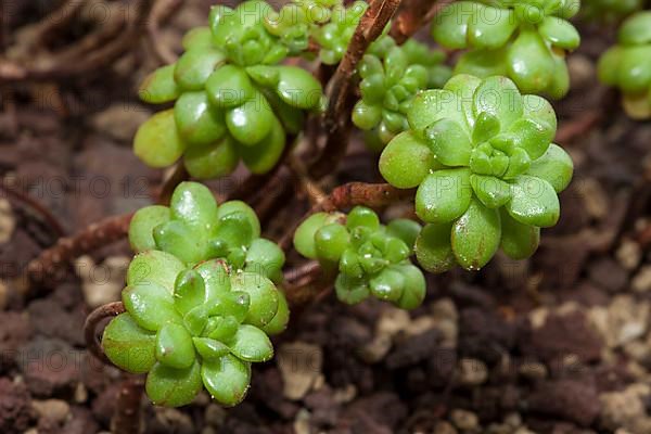 Dwarf Aeonium