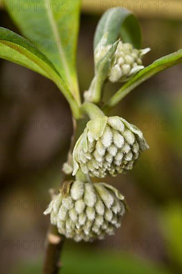 Oriental Paperbush