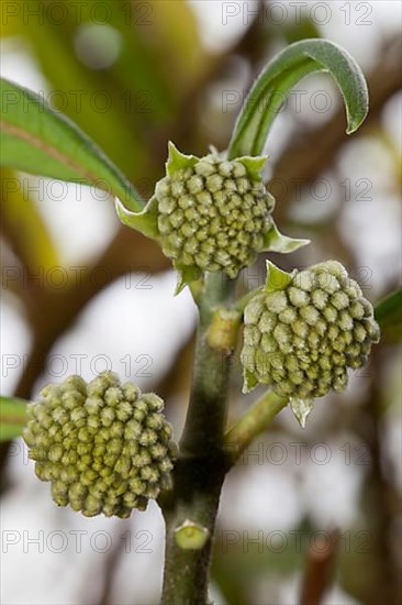 Oriental Paperbush