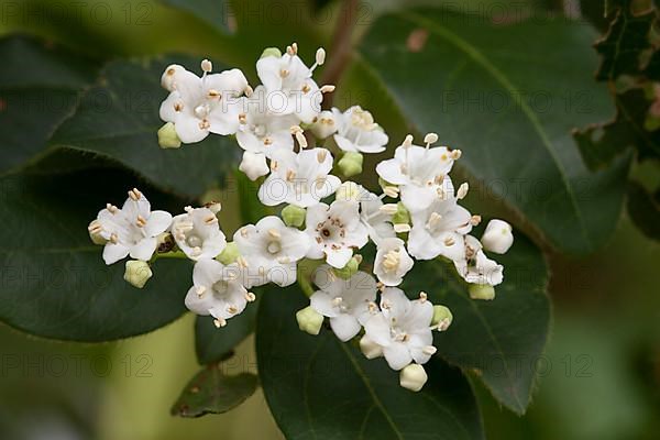 Laurestinus Viburnum