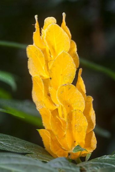 Lollipop Plant