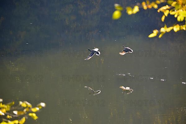 Maulbronn Tiefersee in autumn