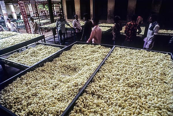 Government Cocoon Market at Ramanagaram