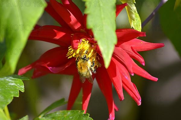 Bumblebee on red dahlia blossom in the garden