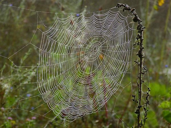 Spider web after rain