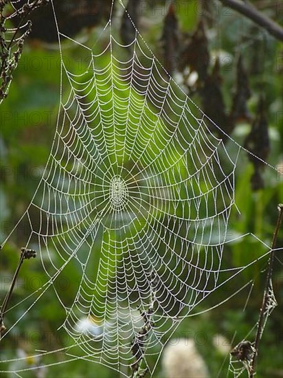 Spider's web after rain