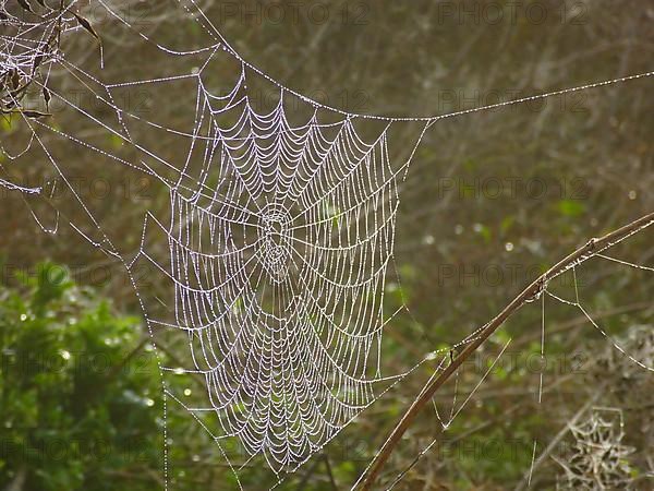 Spider's web after rain