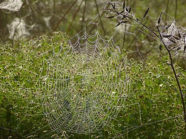 Spider's web after rain