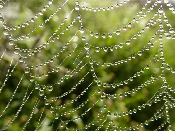 Close-up with raindrops