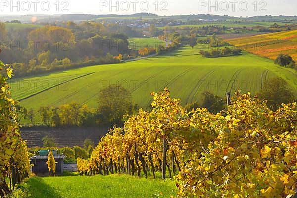 BW. near Kuernbach colourful vineyards in autumn