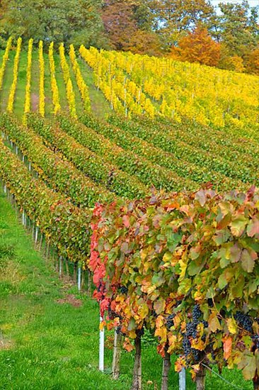 BW. near Sternenfels colourful vineyards in autumn