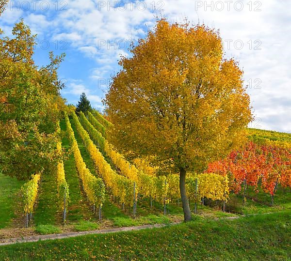 BW. near Sternenfels colourful vineyards in autumn
