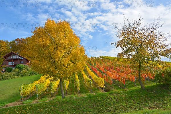 BW. near Sternenfels colourful vineyards in autumn