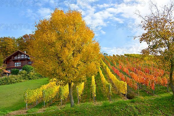 BW. near Sternenfels colourful vineyards in autumn
