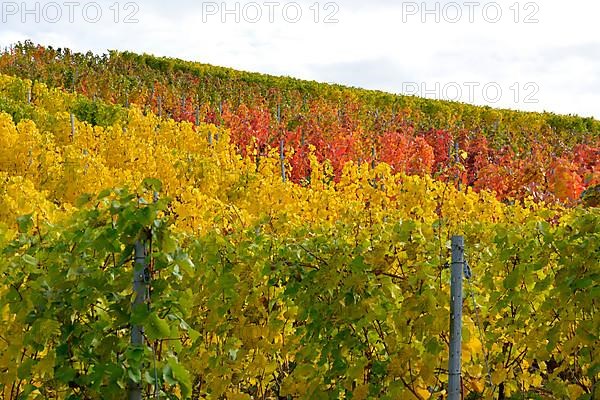 BW. near Sternenfels colourful vineyards in autumn