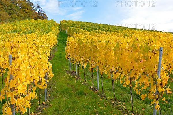 BW. near Sternenfels colourful vineyards in autumn