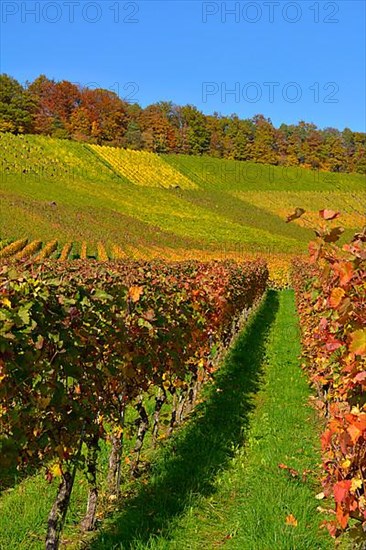 Colourful vineyards in autumn
