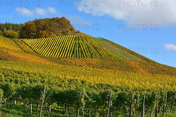 Colourful vineyards in autumn