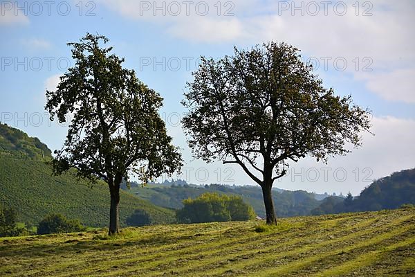 Freshly mown meadow with fruit trees