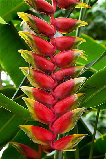 Heliconia