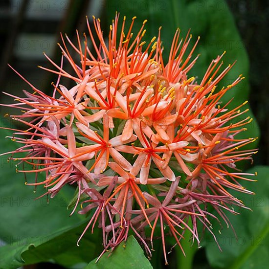 Blood lily